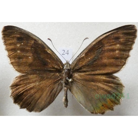 Hipparchia statilinus (Hufnagel, 1766) male Skalnik statilinus Hungaria24